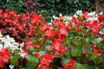 Begonia semperflorens, czyli begonia non stop kwitnąca w ogrodzie ZDJĘCIA KWIATÓW